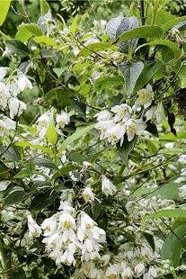 Mon Jardin & Ma Maison 783 La Taille du deutzia