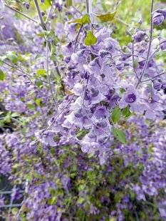 Mon Jardin & Ma Maison 783 BOUTURER LA MENTHE AUSTRALIENNE
