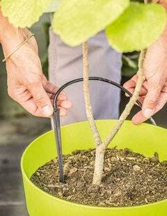 Mon Jardin & Ma Maison 783 En pot, de l'eau pour tous