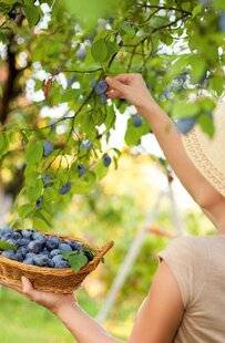Mon Jardin & Ma Maison 783 Suivez les prunes