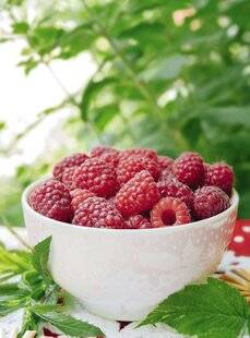 Mon Jardin & Ma Maison 783 Le temps des framboises est venu