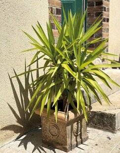 Mon Jardin & Ma Maison 783 Yucca pâle
