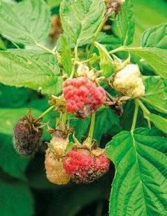 Mon Jardin & Ma Maison 783 Framboises moisies