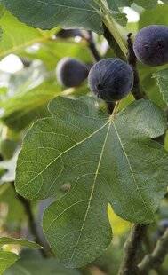 Mon Jardin & Ma Maison 783 Chute de figues
