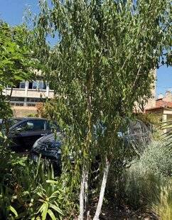 Mon Jardin & Ma Maison 783 Un amandier à plat