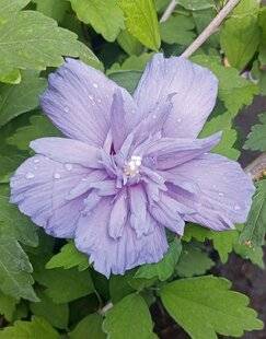 Mon Jardin & Ma Maison 783 HIBISCUS 'BLUE CHIFFON'