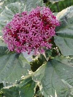 Mon Jardin & Ma Maison 783 CLÉRODENDRON 'PINK DIAMOND'
