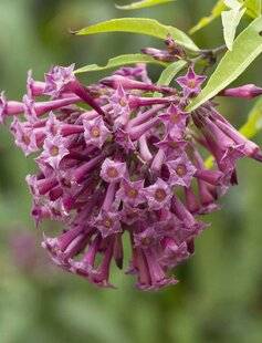 Mon Jardin & Ma Maison 783 CESTRUM 'CRETAN PURPLE'