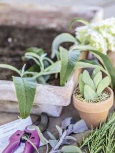 Mon Jardin & Ma Maison 784 Les boutures pour tous
