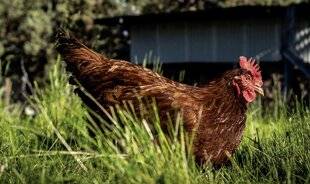 Mon Jardin & Ma Maison 784 Puis-je tout donner à manger à mes poules ?