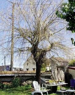 Mon Jardin & Ma Maison 784 Trop tard pour un saule mort ?