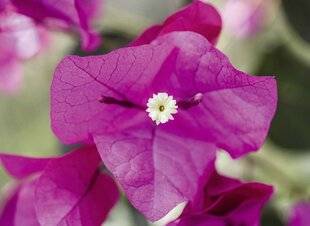 Mon Jardin & Ma Maison 784 DES FLEURS QUI N'EN SONT PAS