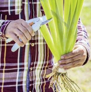 Mon Jardin & Ma Maison 784 C'est reparti pour les iris