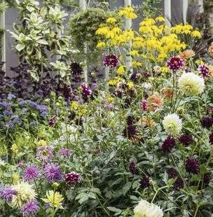 Mon Jardin & Ma Maison 784 Trois soins pour de beaux dahlias