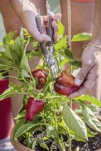 Mon Jardin & Ma Maison 784 Poursuivez la récolte