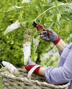 Mon Jardin & Ma Maison 784 Dernière taille pour l'arbre aux papillons