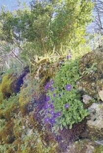 Mon Jardin & Ma Maison 784 Des murets fleuris