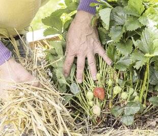 Mon Jardin & Ma Maison 784 Fraises : stop ou encore ?
