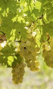 Mon Jardin & Ma Maison 784 Trois gestes pour un raisin impeccable