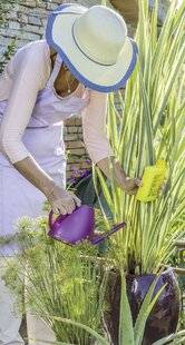 Mon Jardin & Ma Maison 784 UN BEL ÉTÉ EN POT