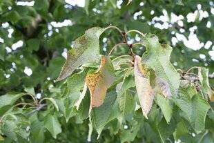 Mon Jardin & Ma Maison 784 Les feuilles du cerisier chutent