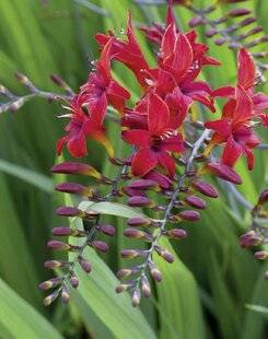 Mon Jardin & Ma Maison 784 CROCOSMIA 'LUCIFER'