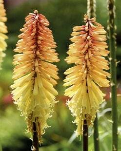 Mon Jardin & Ma Maison 784 KNIPHOFIA 'TAWNY KING'