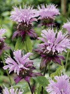 Mon Jardin & Ma Maison 784 MONARDE 'BEAUTY OF COBHAM'