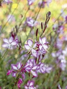 Mon Jardin & Ma Maison 784 GAURA LINDHEIMERI 'ROSY JANE'