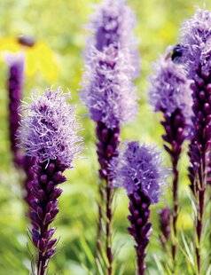 Mon Jardin & Ma Maison 784 LIATRIS SPICATA 'KOBOLD'