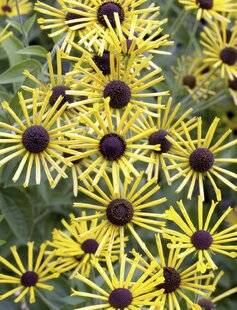 Mon Jardin & Ma Maison 784 RUDBECKIA 'HENRY EILERS'