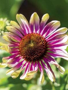 Mon Jardin & Ma Maison 784 ECHINACEA PURPUREA 'GREEN TWISTER'