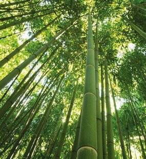 Mon Jardin & Ma Maison 785 LA BAMBOUSERAIE EN CÉVENNES (30)