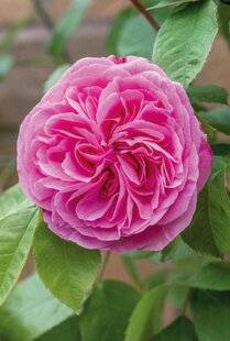 Mon Jardin & Ma Maison 785 MEILLEUR ROSIER DU MONDE