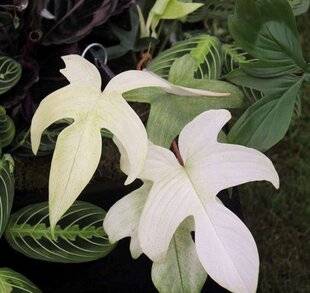 Mon Jardin & Ma Maison 785 TROPICAL