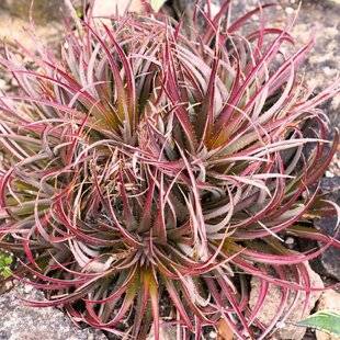 Mon Jardin & Ma Maison 785 UN PARADIS LUXURIANT ET PLEIN DE PIQUANT