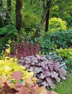 Mon Jardin & Ma Maison 785 SUBLIMER L'OMBRE AVEC LES HEUCHÈRES