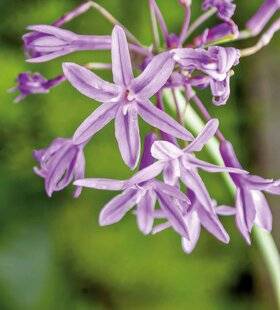 Mon Jardin & Ma Maison 785 L'AIL, UNE FAMILLE PLEINE DE SURPRISES