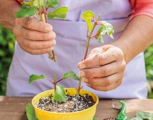 Mon Jardin & Ma Maison 785 DES PLANTS DE SECOURS POUR L'ANNÉE PROCHAINE
