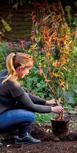 Mon Jardin & Ma Maison 785 INSTALLEZ LES PETITS FRUITS