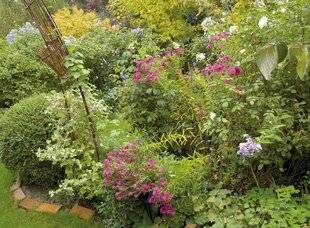 Mon Jardin & Ma Maison 785 MES ASTERS D'AUTOMNE SONT COUVERTS DE FLEURS, MAIS ILS S'AFFAISSENT. PUIS-JE LES TUTEURER MAINTENANT ?