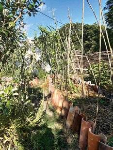 Mon Jardin & Ma Maison 785 POUR PROTÉGER MON POTAGER, J'AI DRESSÉ TOUT AUTOUR UNE BORDURE FAITE DE VIEILLES TUILES CANAL, PLACÉES DEBOUT. LES LIMACES ADORENT S'Y RÉFUGIER PENDANT LA JOURNÉE, DESSOUS OU À L'INTÉRIEUR. IL NE ME RESTE PLUS QU'À SOULEVER LES TUILES LE MATIN OU EN FIN D'APRÈS-MIDI POUR LES RAMASSER À LA MAIN, SANS PRODUITS CHIMIQUES !