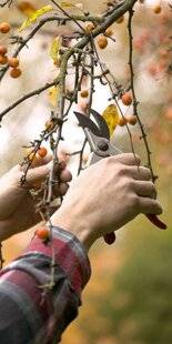 Mon Jardin & Ma Maison 785 JE N'AI PAS EU LE TEMPS DE TAILLER MON PRUNIER ET MON POMMIER CET ÉTÉ. EST-CE TROP TARD ?