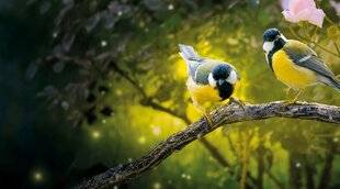 Mon Jardin & Ma Maison 785 LA MÉSANGE CHARBONNIÈRE