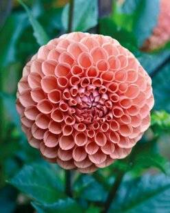 Mon Jardin & Ma Maison 785 DAHLIA CORNEL BRONS