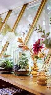 Mon Jardin & Ma Maison 786 JAMAIS SANS MON TERRARIUM
