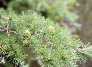 Mon Jardin & Ma Maison 786 DANS LA MONTAGNE, QUAND JE ME BALADE, JE VOIS PLEIN DE CONIFÈRES DISTINCTS. COMMENT DIFFÉRENCIER ÉPICÉA, SAPIN, PIN, MÉLÈZE…