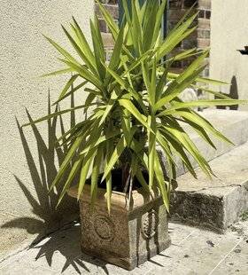 Mon Jardin & Ma Maison 786 MON YUCCA EST DE PLUS EN PLUS PÂLE, SES FEUILLES TIRENT SUR LE JAUNE DEPUIS QUE JE L'AI MIS DEHORS. A-T-IL BESOIN DE VITAMINES ?