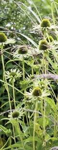 Mon Jardin & Ma Maison 786 APRÈS AVOIR MISÉ SUR DES FLEURS AUX COLORIS TRÈS VIFS, JE CHERCHE AU CONTRAIRE DES COULEURS PLUS DISCRÈTES. PEUT-ON CRÉER UN MASSIF AVEC DES FLEURS VERTES ?