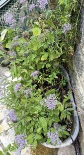 Mon Jardin & Ma Maison 786 CETTE PLANTE POUSSE TOUTE SEULE DANS MON JARDIN, SURTOUT DANS LES CREUX DES MURETS. EST-CE UNE MAUVAISE HERBE ? ELLE EST EN TOUT CAS TRÈS JOLIE.